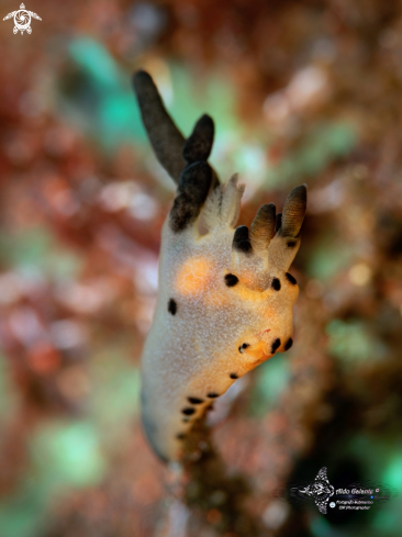 A Thecacera sp.  | Pikachu Sea Slug