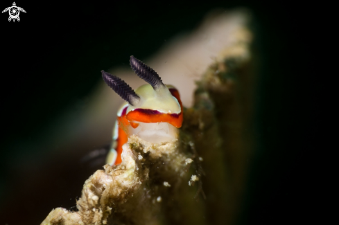 A Chromodoris fidelis nudibranch