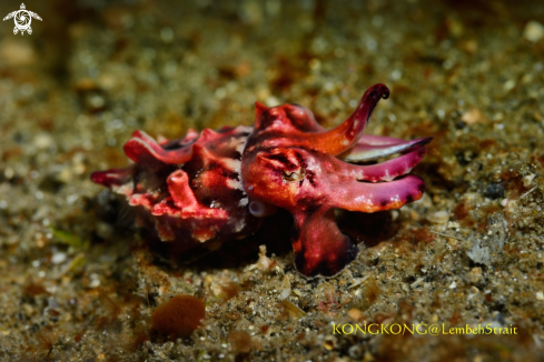 A Flamboyant cuttlefish (Metasepia pfefferi)