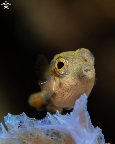 A Sharpnose Pufferfish