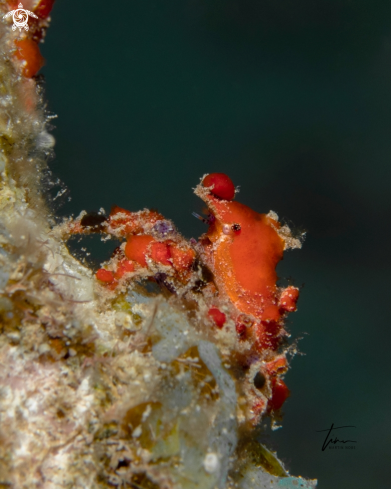 A Pelia mutica | Tear drop crab