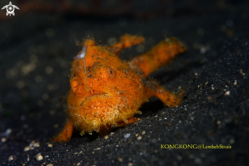 A Orange hairy frogfish with lure