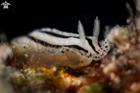 A Phyllidiopsis xishaensis nudibranch