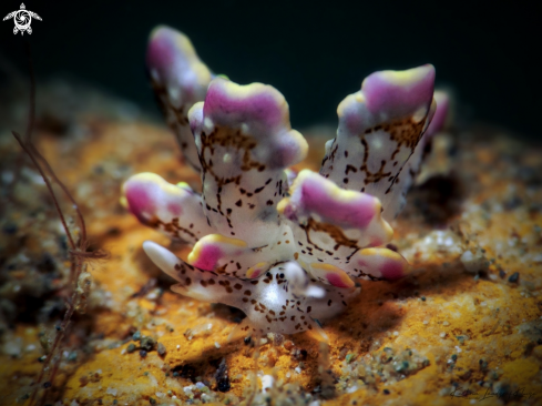 A Cyerce bourbonica  | Butterfly Sea Slug 
