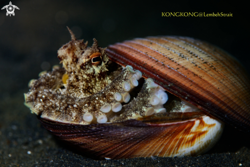 A Coconut Octopus (Amphioctopus marginatus)