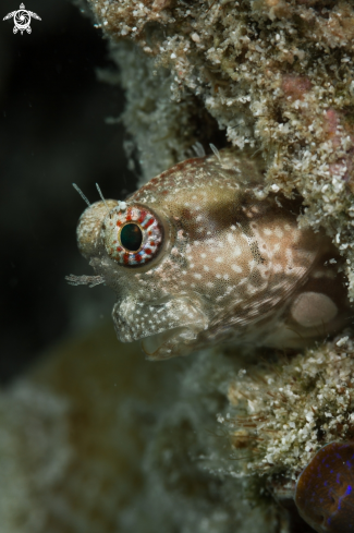 A Andaman gobi fish