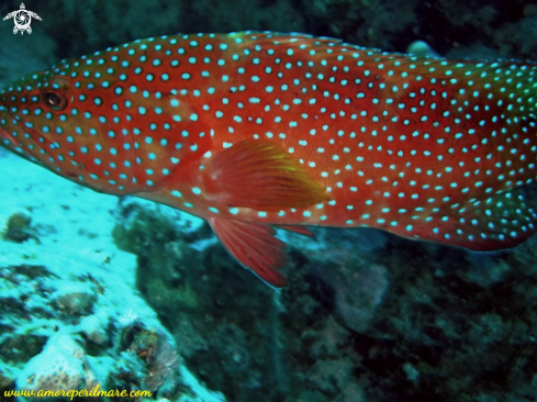 A Cephalopholis Miniata | Cernia corallina