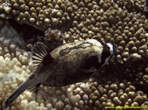 A Arothron diadematus | Pesce palla mascherato