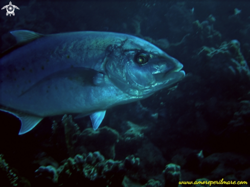 A Carangoides fulvoguttatus | Carangide 