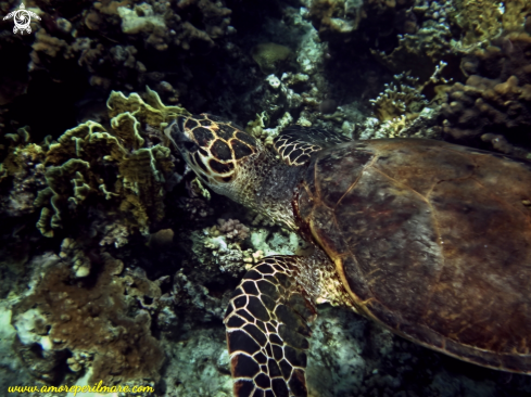 A Eretmochelys imbicata | Tartaruga embricata