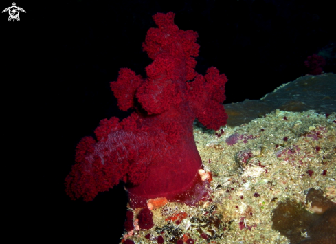 A Alcionario alberiforme, corallo molle 