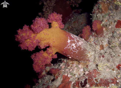The Alcionario alberiforme, corallo molle 
