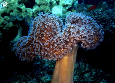 A Alcionario alberiforme, corallo molle 