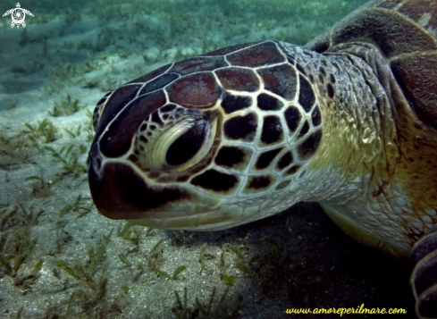 A Chelonia Mydas | Tartaruga verde