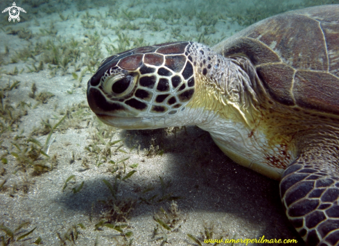 A Chelonia Mydas | Tartaruga verde