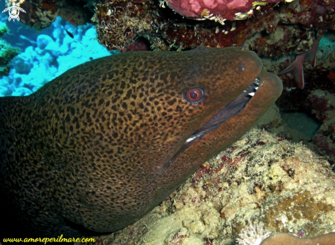 A Gymnothorax javanicus | Murena gigante