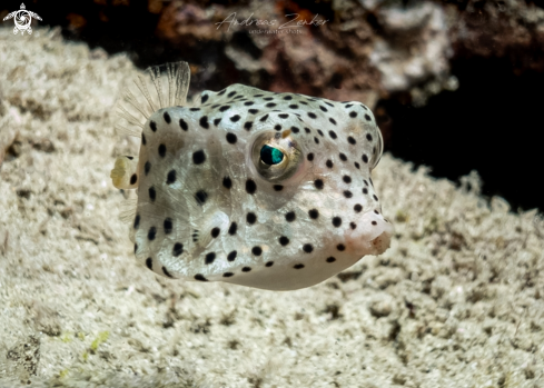 A Rhynchostracion nasus | Shortnose boxfish