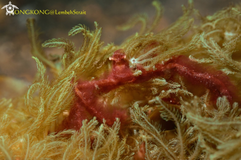 A Orangutan crab (Achaeus japonicus)