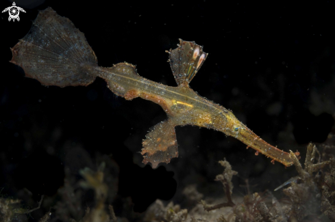 A Robust Ghost Pipefish