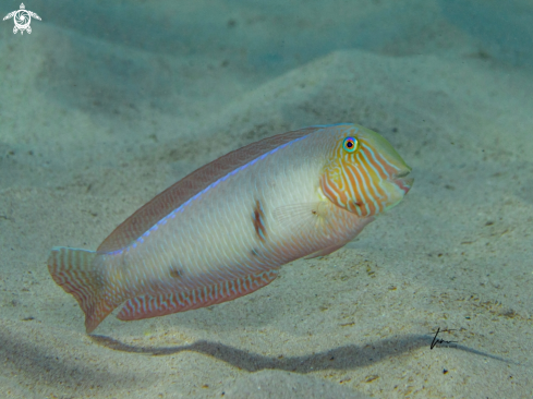 A Xyrichthys novacula | Pearly Razorfish