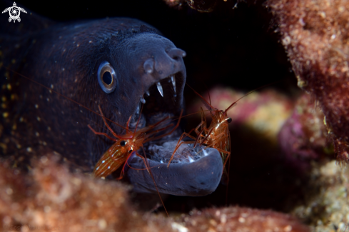 A Muraena helena and Lysmata seticaudata | Moray eel and cleaners shrimps