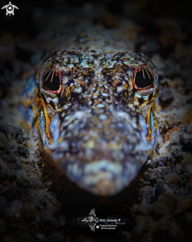 A Trichonotus setiger Bloch & Schneider, 1801 | Spotted sand-diver