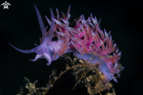 A Flabellina rosa nudibranch