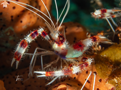 A Stenopus hispidus | Banded coral shrimp