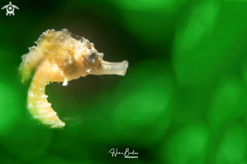 A seahorse