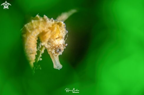 A seahorse