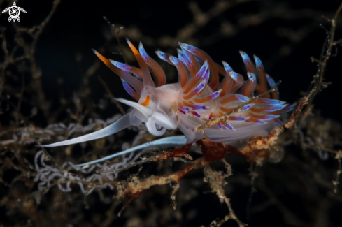 A Cratena peregrina nudibranch | Cratena nudibranch