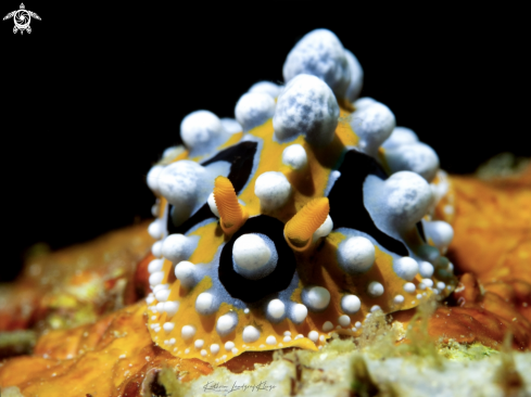 A Phyllidia ocellata | Nudibranch