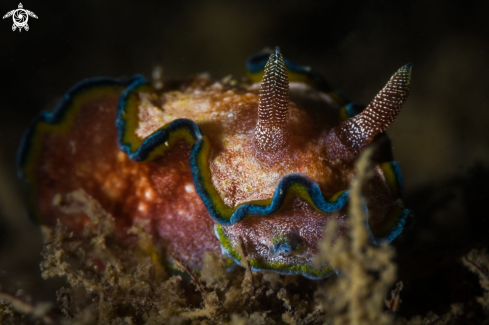 A Glossodoris cincta nudibranch
