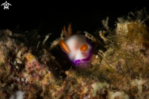 A Thorunna Daniellae nudibranch