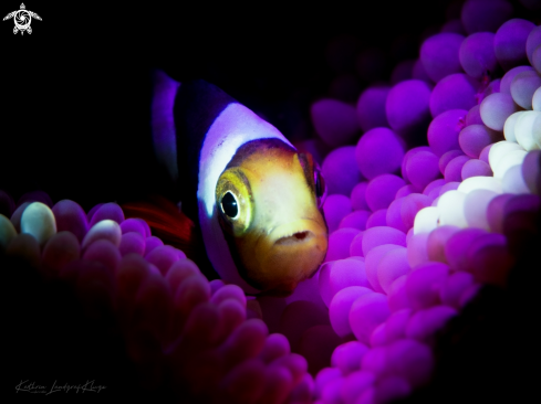 A Juvenile Saddleback Anemonefish 