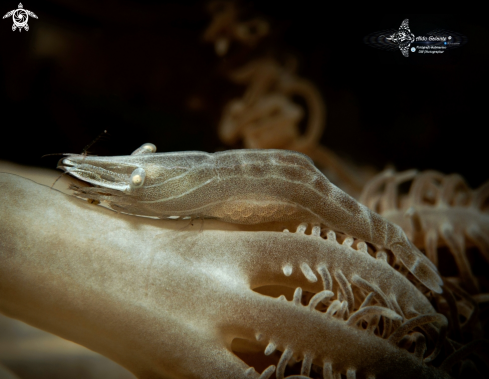 A Commensal Xenia Shrimp