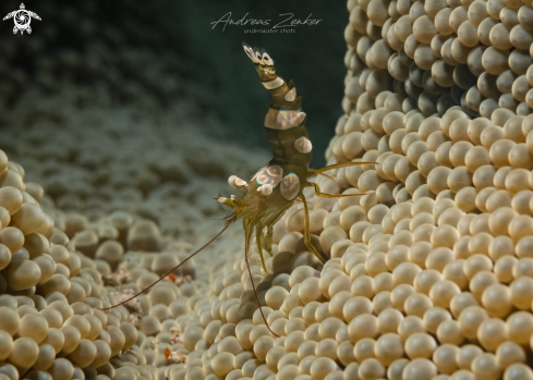 A Thor amboinensis | Sexy shrimp