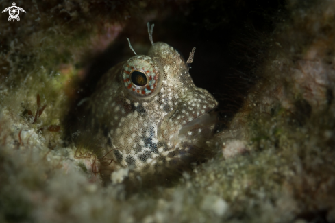 A Blenny fish