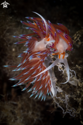 A Cratena nudibranch 