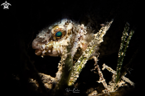 A Rabbitfish