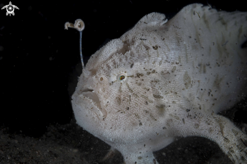 A Hairy Frogfish