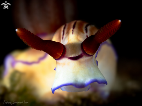 A Nudibranch