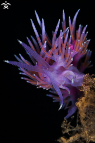 A Flabellina nudibranch