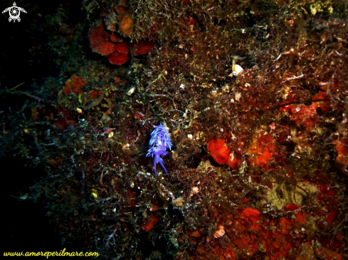 A Flabellina viola