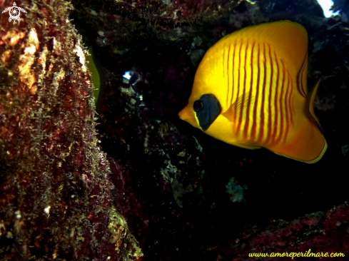 A Pesce farfalla mascherato