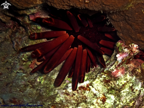 A Riccio matita di ardesia rosso 