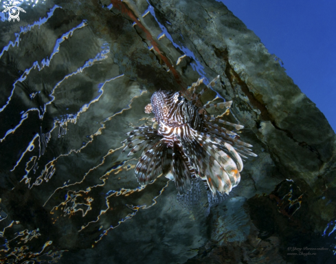 A Pterois miles