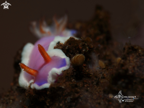 A Nudibranch