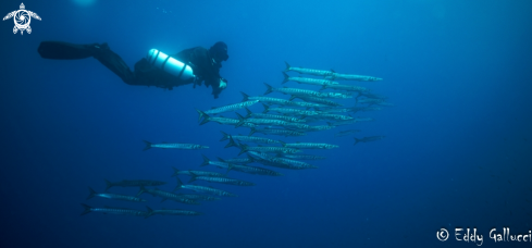 A Barracuda