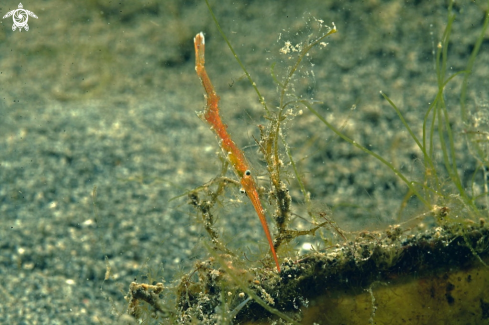 A Tozeuma  shrimp